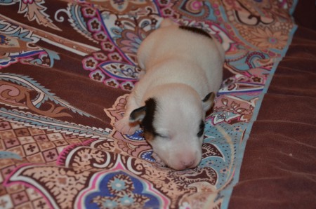 ...und - PSST - EMIL, der von den 7 Weltmeeren träumt...